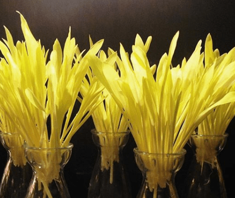 Eve's Leaves Irish Popcorn shoots